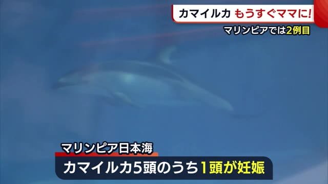 カマイルカもうすぐママに! 出産予定は7月下旬~8月上旬 マリンピア日本海では2例目の妊娠【新潟】