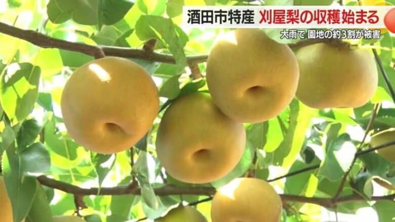 “収穫することが最優先”刈屋梨の収穫が始まる　7月の大雨で畑の約3割に被害「復旧は収穫を終えてから」【山形発】｜FNNプライムオンライン