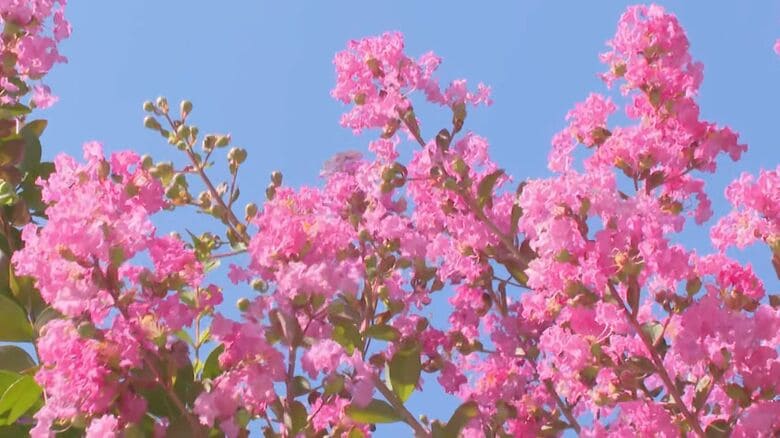 夏の日差しに映える…サルスベリの花が見頃 公園で20本以上がピンクや白の花を咲かせる 三重県熊野市｜FNNプライムオンライン
