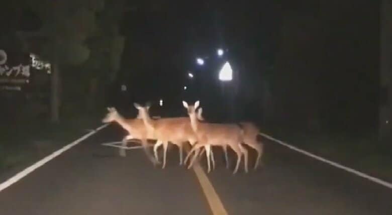 突然、夜の道路に「シカ」が…車と衝突など事故相次ぐ　北海道で6年連続で増加｜FNNプライムオンライン