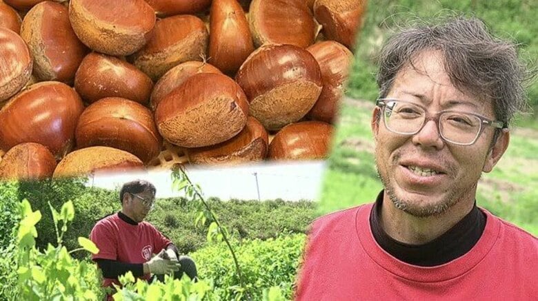 能登半島地震で自宅や作業場が全壊…移住を余儀なくされた栗農家が見つけた夢　和栗を全国に誇れる農産品として継承できる存在に｜FNNプライムオンライン