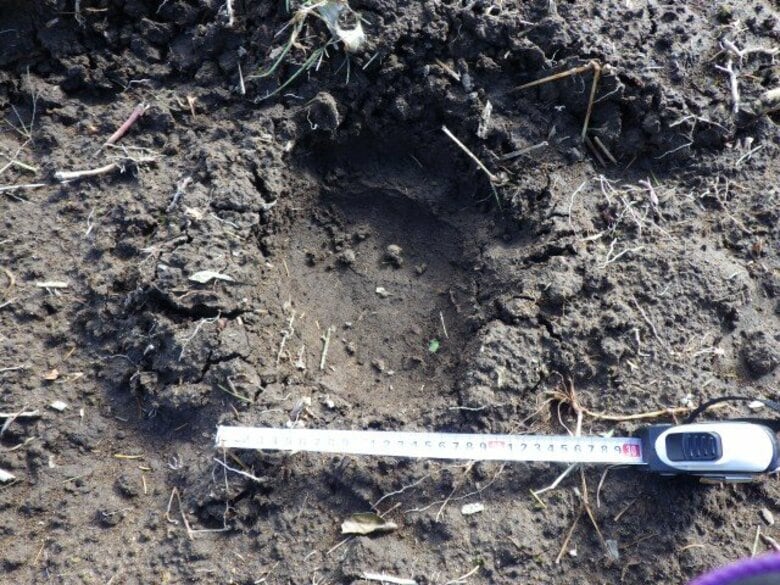 【ヒグマ速報】”幅15センチ”デントコーン畑に複数のクマの足跡みつかる…作物はほとんど刈り取ったあとで被害なし〈北海道八雲町〉｜FNNプライムオンライン