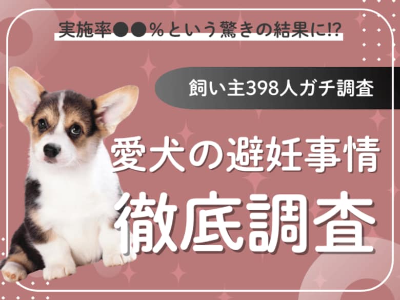 【飼い主398人に調査】犬の避妊、実施率は驚きの●●％！飼い主たちの“決断の理由”を深掘り