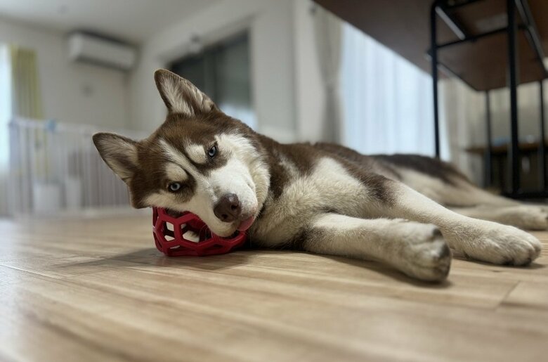 大雨で散歩に行けなくて暇そう