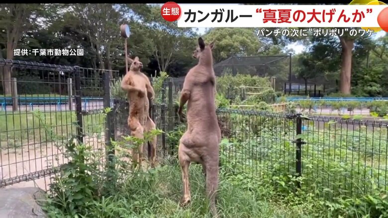 仲良く同時に脇腹を“ポリポリ”とかいた2頭