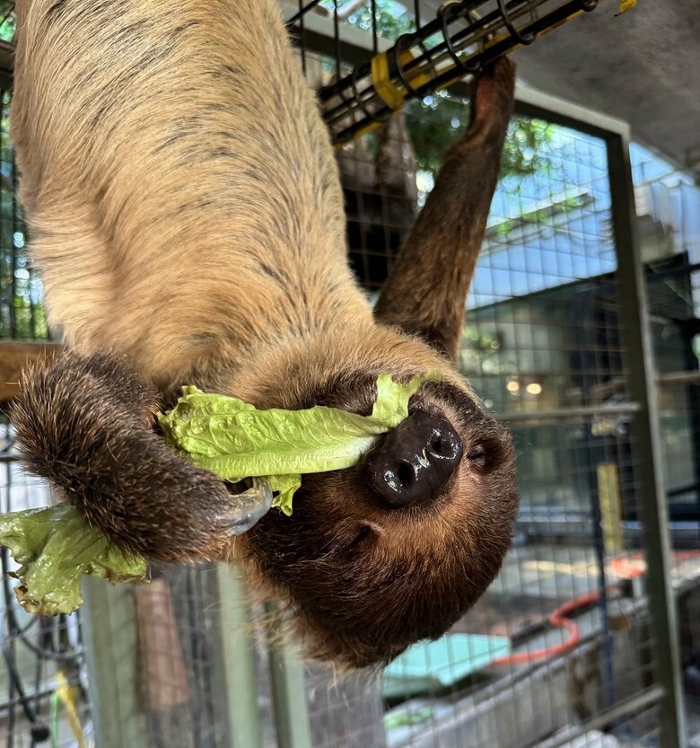 モグモグ（提供：神戸市立王子動物園）