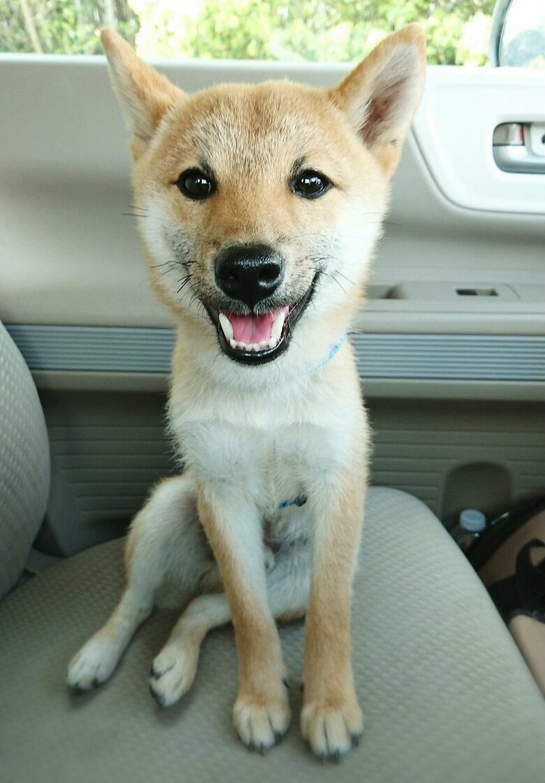 保護当時はガリガリだったそう