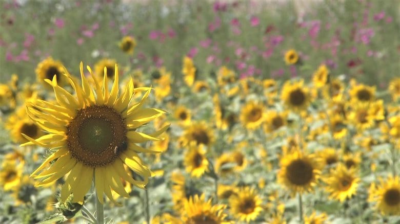ヒマワリの黄色とコスモスのピンクが秋の空に映え美しい