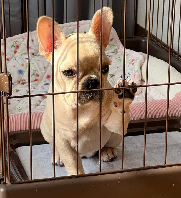 叱られて何かを訴えている（提供：みるくちゃん）