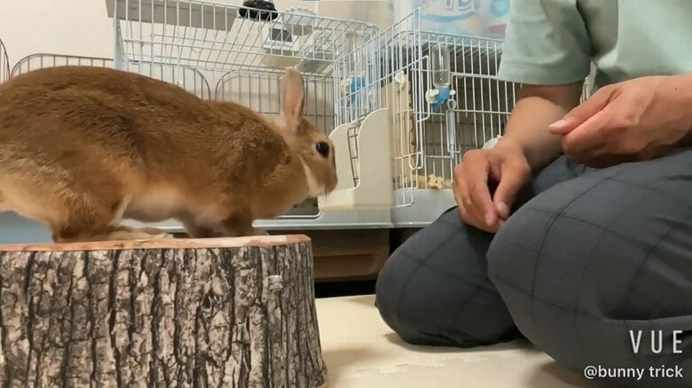 ひょいっと乗ってくる