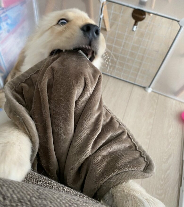 「遊べってばー！」