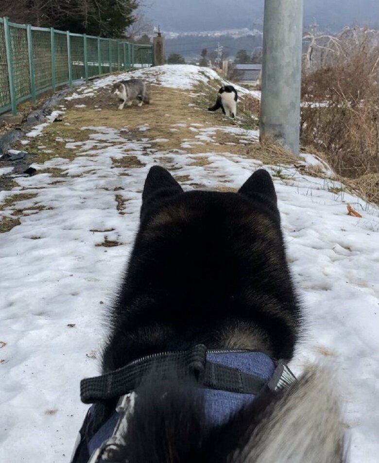 散歩中に遭遇した場面