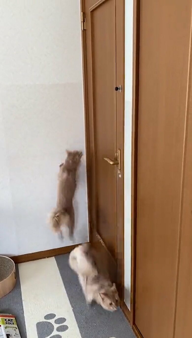 壁からおりた凪くんに対し、壁にジャンプする颯くん