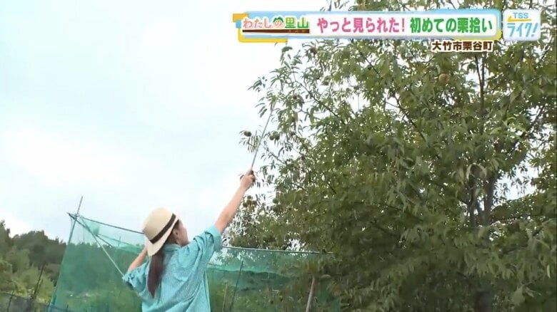 初めて栗の収穫に挑戦する辰已アナ