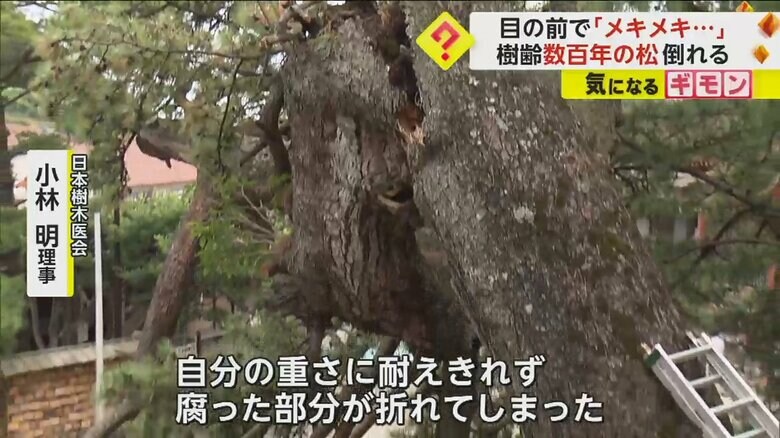 松の木がポッキリと折れている