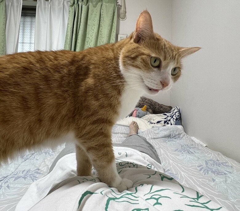 おなかを踏んでドヤ顔