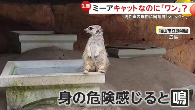 辺りを警戒するアミちゃん（提供：福山市立動物園）
