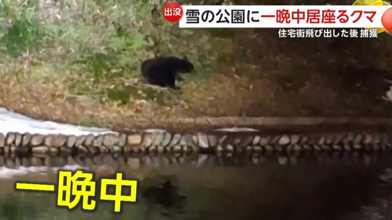 公園内を動き回るクマ