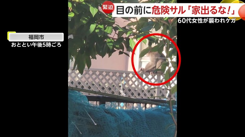 柵の上をわが物顔で歩くサル