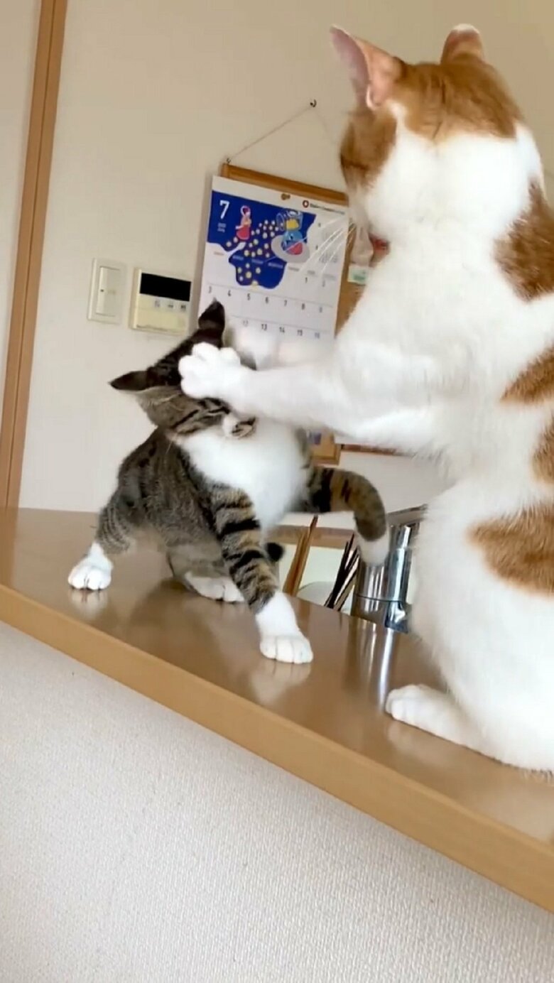 わさびくんは両前足で顔をおさえて対抗