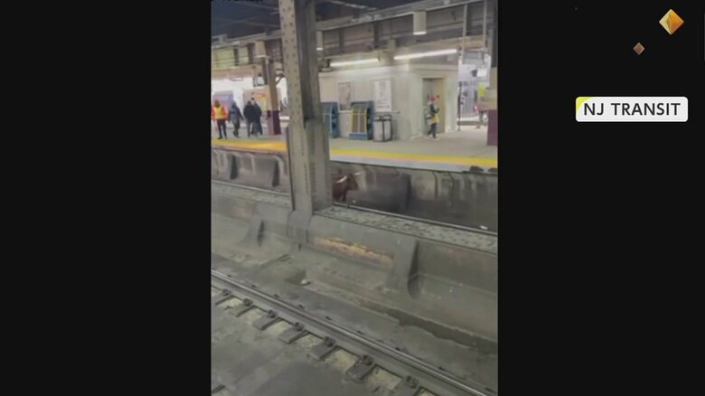 駅ホームの線路を軽快に走り抜けるウシ①