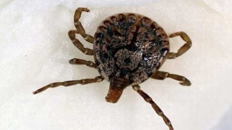 ヒアリだけじゃない! 夏の野外は「殺人ダニ」に要注意