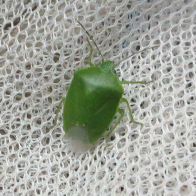 秋に家の近くでよく見るカメムシその1「ツヤアオカメムシ」（提供：新谷さん）