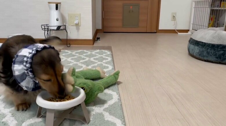 提供：るのんさん