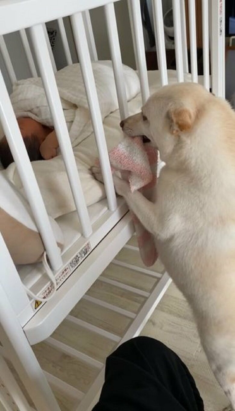 ベビーベッドの上にいても持ってきてくれる