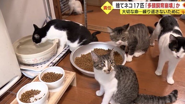 保護されたネコたち