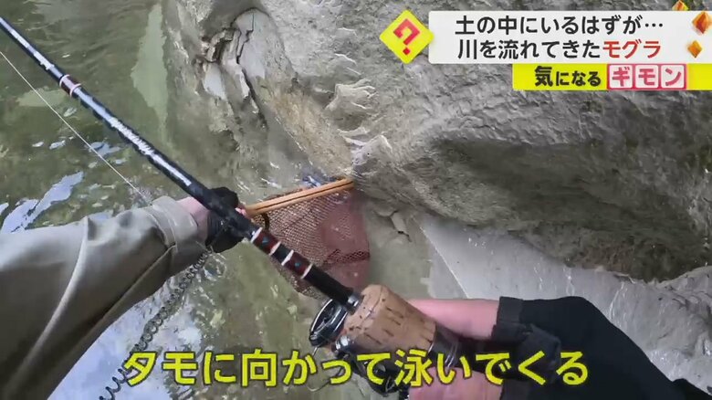 釣りで使用していたタモに向かって泳いでくるモグラ⑤
