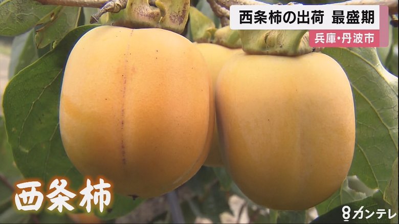 風邪予防や“二日酔い”にも…ずんぐり型の「西条柿」出荷が最盛期