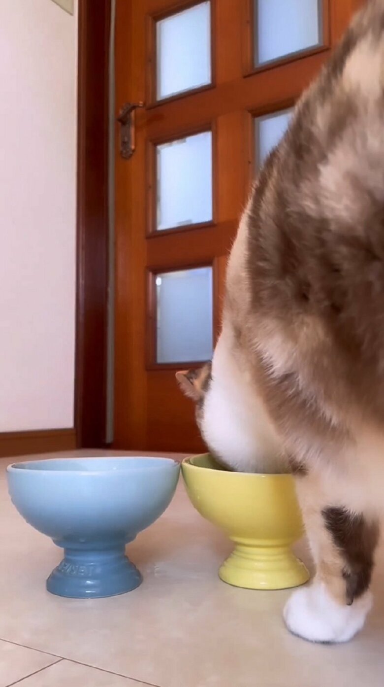 先に先住猫がモグモグ