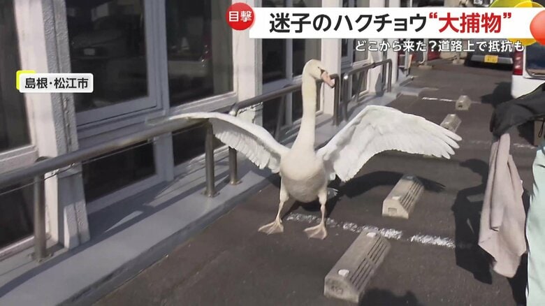 羽を広げて威嚇