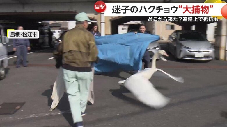 県職員を避けて道路にダッシュする白鳥