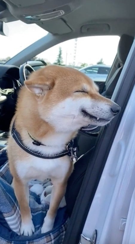 提供：柴犬 雷吾さん