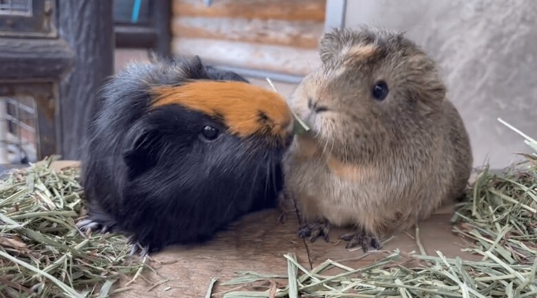 きのこちゃん（左）ともくちゃんの戦い