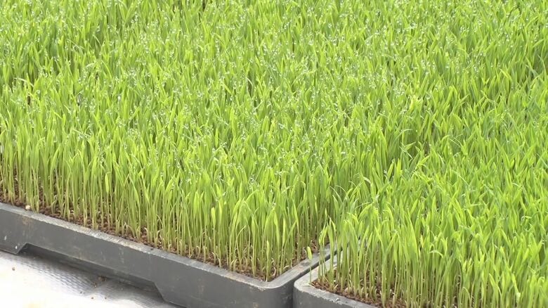 新米の予約を前倒しでスタート