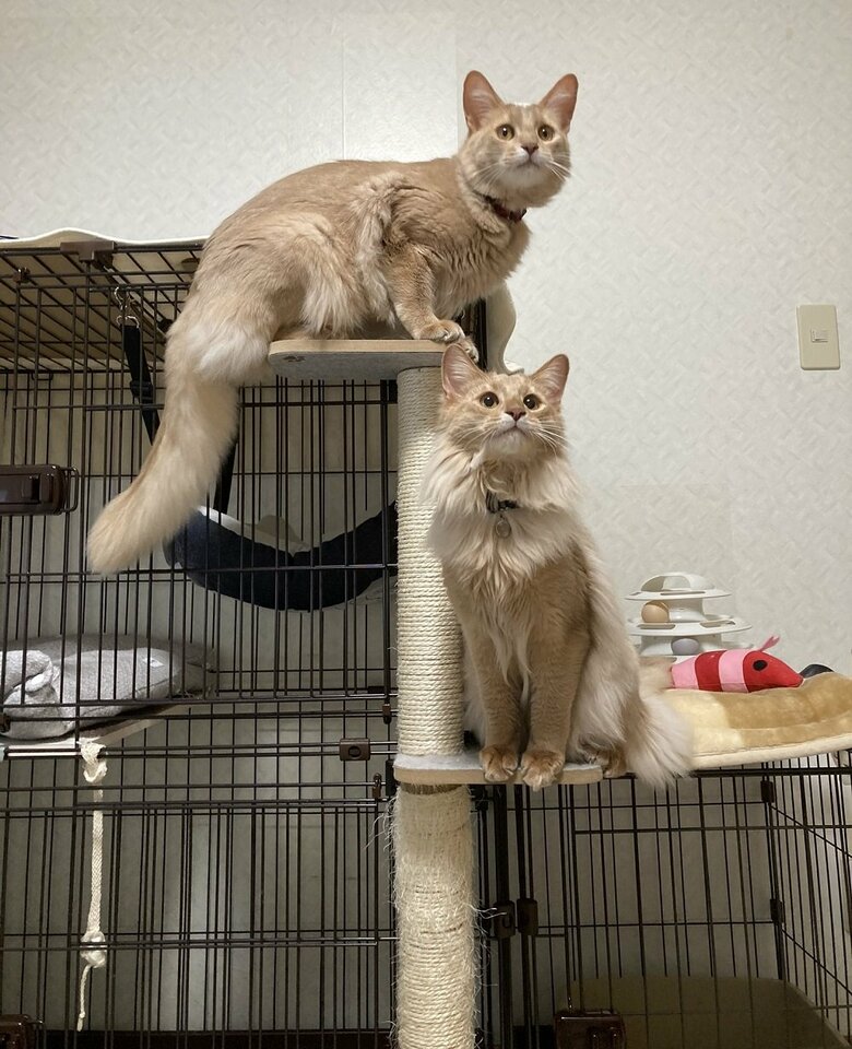 キャットタワーの上から