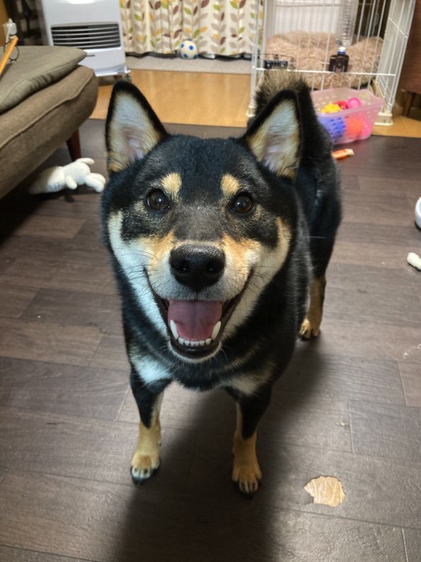 提供：黒柴ぎん@快杜号さん