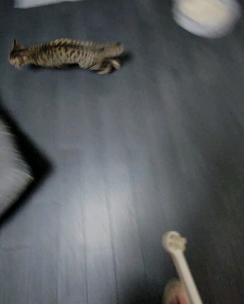 歯磨きから逃げるおこめくん