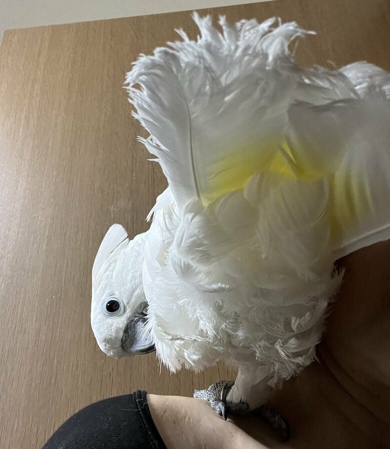 セクシーポーズ