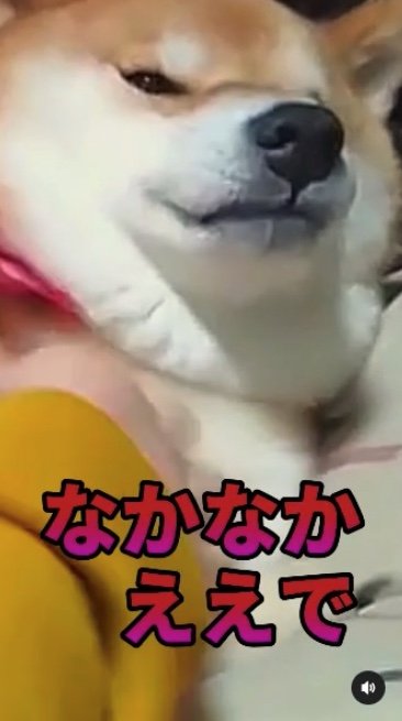 提供：柴犬スティーブch【コーギーと猫を添えて】さん