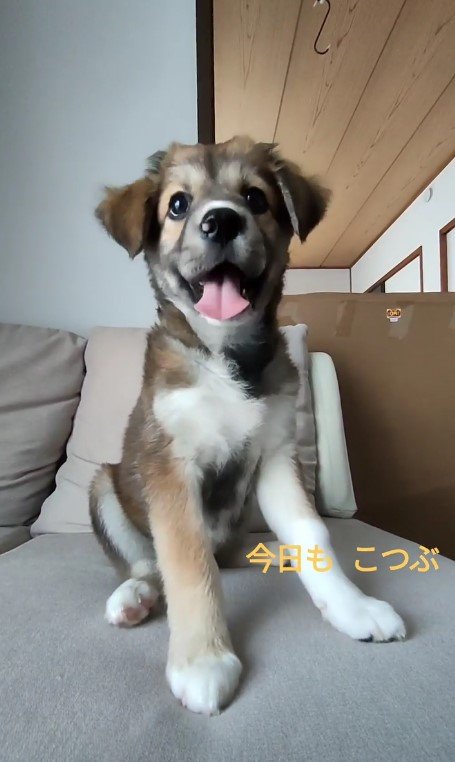 提供：kurumi-chiharuさん