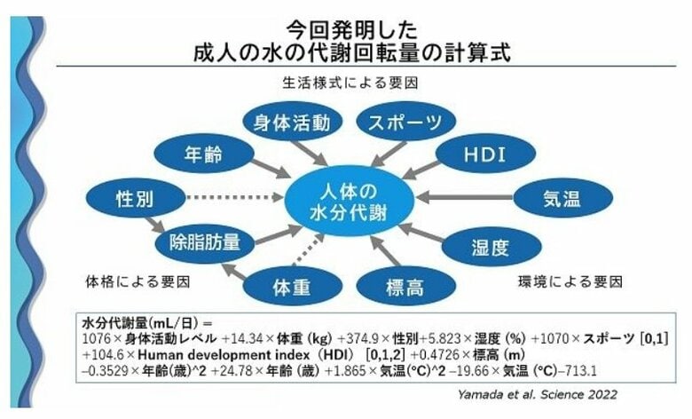 ※成人の水の代謝回転量の計算式（提供：国立研究開発法人「医薬基盤・健康・栄養研究所の山田陽介室長）