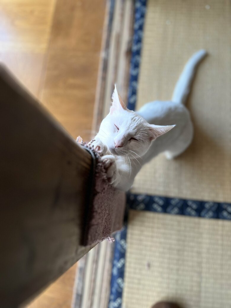 提供：いのうえもんぺさん