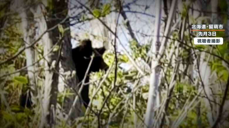（５月3日　北海道留萌市で目撃されたクマ）