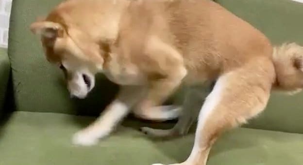 提供：豆柴大福　黒柴あんこさん