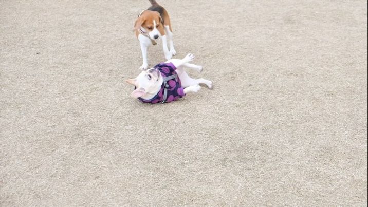 ドッグランで転がされるむぎちゃん（提供：むぎさん）