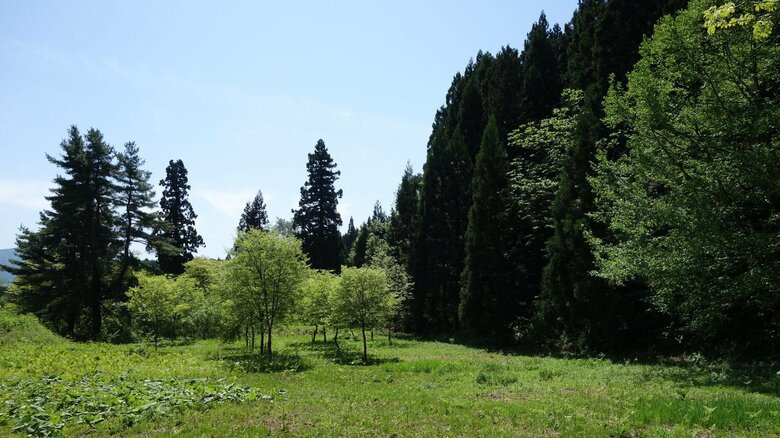 山林の相続は慎重に（画像はイメージ）